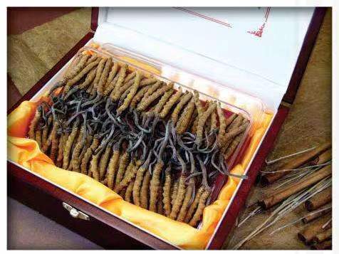 高明冬虫夏草回收